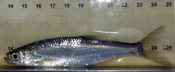 Alburno (Alburnus alburnus), vista de perfil