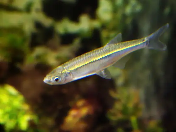 Alburno (Alburnus alburnus), vista de perfil