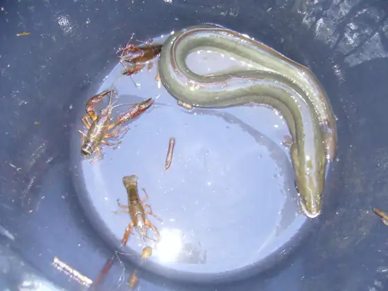 Anguila (Anguilla anguilla), vista dorsal