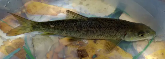 Barbo (Luciobarbus spp.), vista dorsal