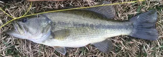 Black bass (Micropterus salmoides), vista de perfil