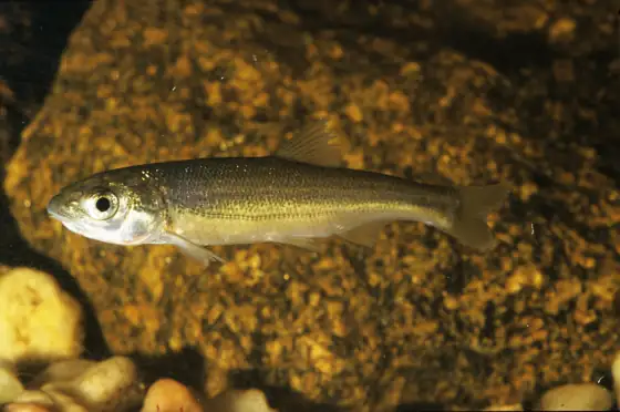 Boga de río (Pseudochondrostoma spp.), vista de perfil