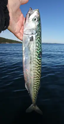 Caballa (Scomber scombrus)