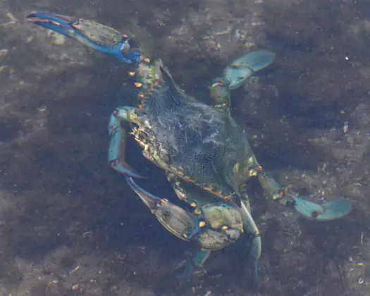 Cangrejo azul (Callinectes sapidus)