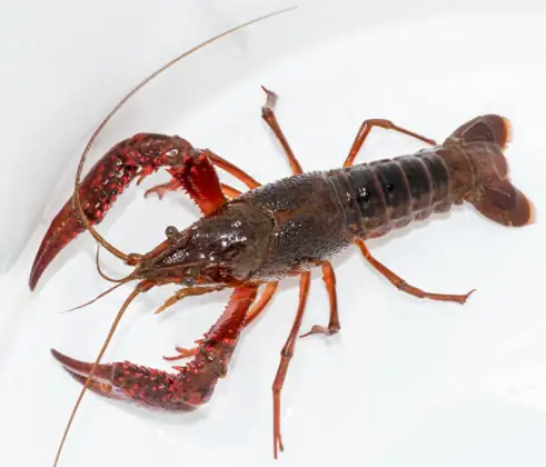 Cangrejo rojo (Procambarus clarkii), vista dorsal