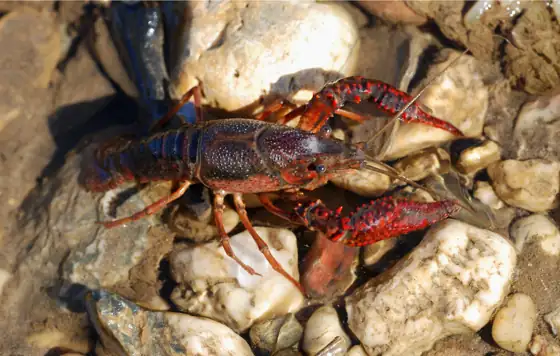 Cangrejo rojo (Procambarus clarkii), vista de perfil