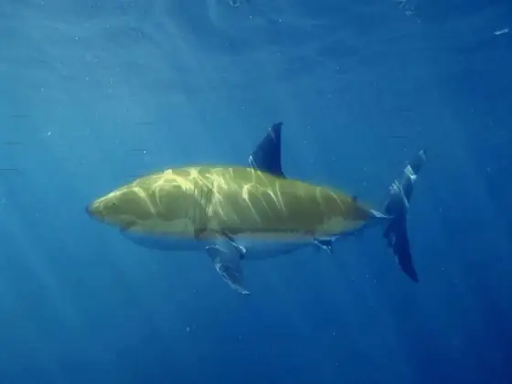 Tiburón blanco (Carcharodon carcharias), vista de perfil