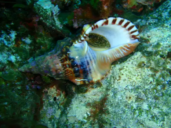 Caracola (Charonia lampas lampas)