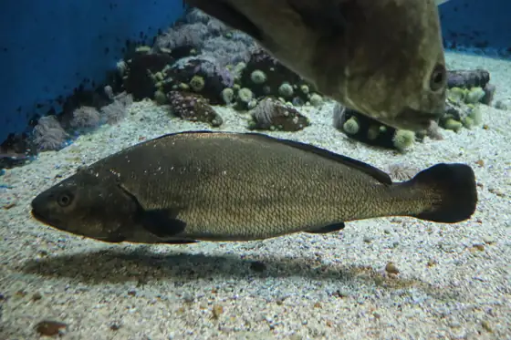 Corvina (Argyrosomus regius), vista de perfil