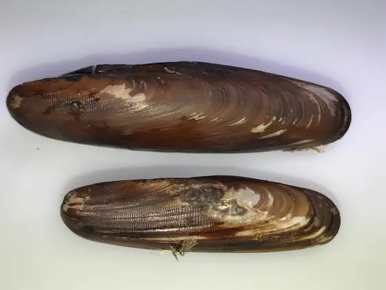 Dátil de mar (Lithophaga lithophaga)