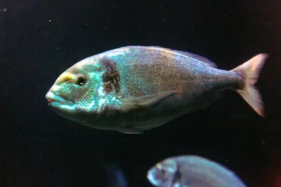 Dorada (Sparus aurata), vista de perfil