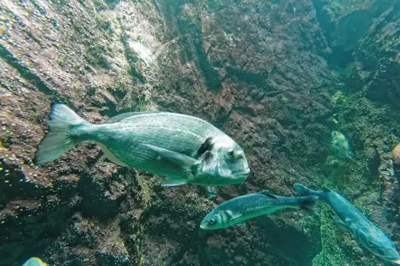 Dorada (Sparus aurata), vista de perfil