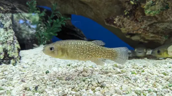 Fúndulo (Fundulus heteroclitus), vista de perfil