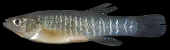 Fúndulo (Fundulus heteroclitus), vista de perfil