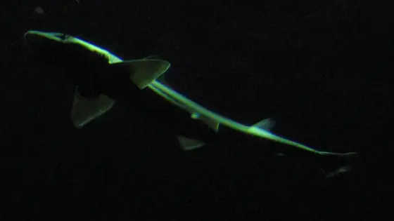 Cazón (Galeorhinus galeus)
