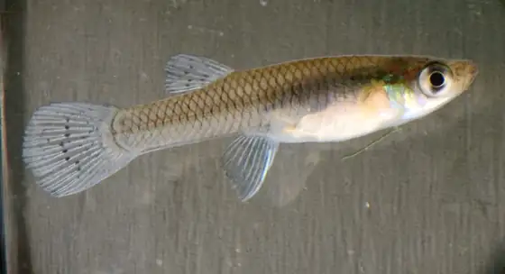 Gambusia (Gambusia holbrooki), vista de perfil