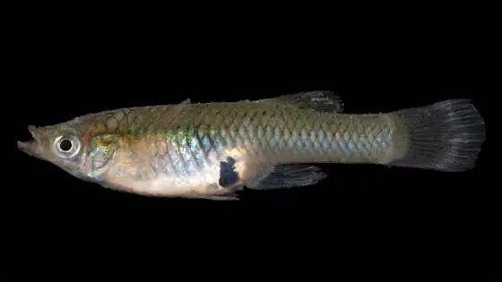 Gambusia (Gambusia holbrooki), vista de perfil