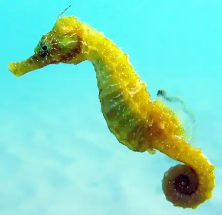Caballito de mar de hocico largo (Hippocampus guttulatus), vista de perfil
