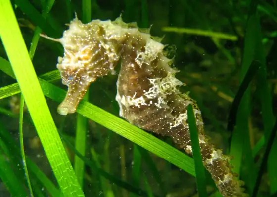 Caballito de mar de hocico largo (Hippocampus guttulatus), vista de perfil