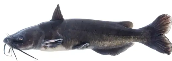 Pez gato punteado (Ictarulus punctatus), vista de perfil