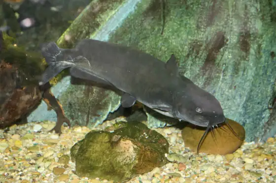 Pez gato punteado (Ictarulus punctatus), vista de perfil