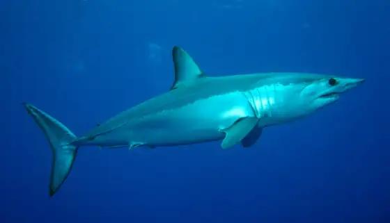 Marrajo común (Isurus oxyrinchus), vista de perfil