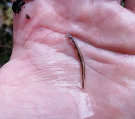 Lamprea de arroyo (Lampetra planeri)