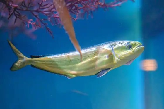 Lampuga (Coryphaena hippurus), vista de perfil