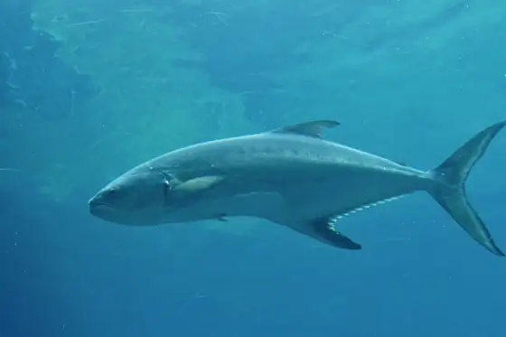 Palometón (Lichia amia), vista de perfil