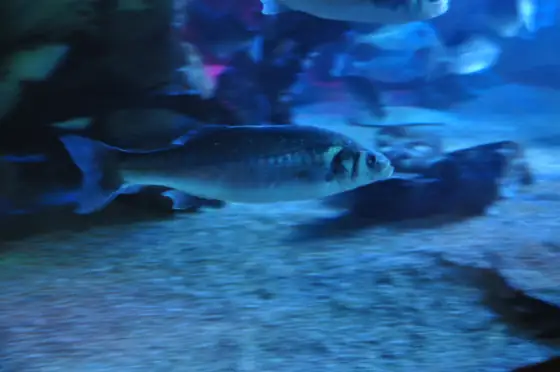 Lubina (Dicentrarchus labrax), vista de perfil