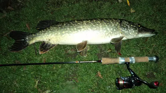 Lucio (Esox lucius), vista de perfil