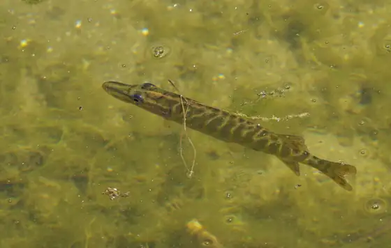 Lucio (Esox lucius), vista dorsal
