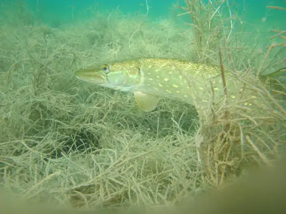 Lucio (Esox lucius), vista de perfil