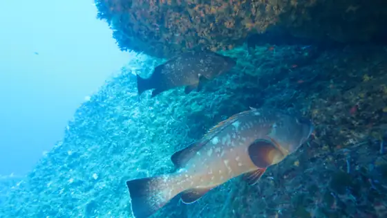 Mero (Epinephelus marginatus), vista de perfil