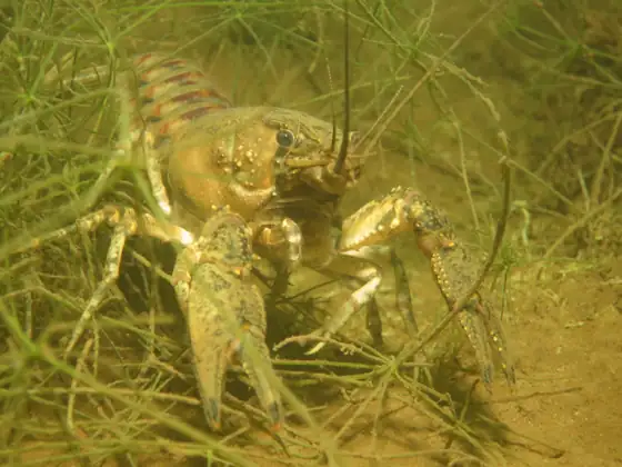 Cangrejo de los canales (Orconectes limosus)