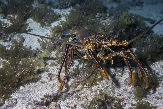 Langosta herreña (Panulirus echinatus)