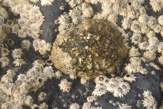 Lapa majorera (Patella candei candei), vista dorsal
