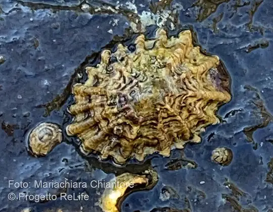 Lapa ferruginea (Patella ferruginea), vista dorsal
