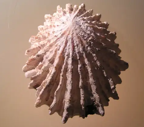 Lapa ferruginea (Patella ferruginea), vista dorsal