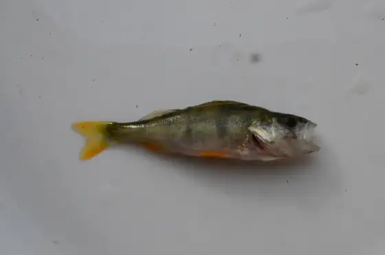 Perca de río (Perca fluviatilis), vista de perfil