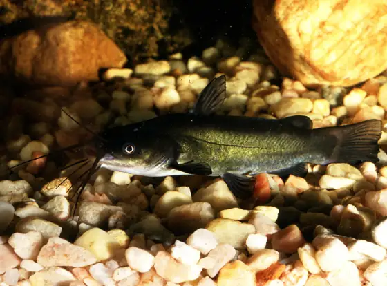 Pez gato negro (Ameiurus melas), vista de perfil
