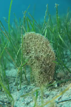 Nacra (Pinna nobilis), vista frontal