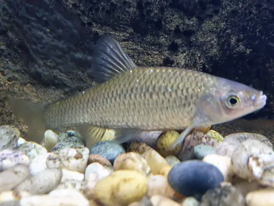 Pseudorasbora (Pseudorasbora parva), vista de perfil
