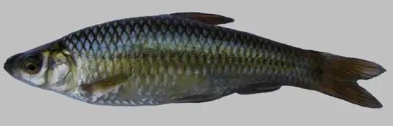 Pseudorasbora (Pseudorasbora parva), vista de perfil