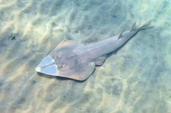 Guitarra común (Rhinobatos rhinobatos), vista dorsal