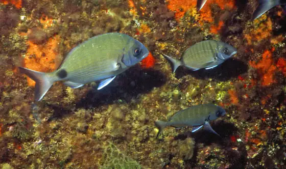 Sargo (Diplodus sargus)