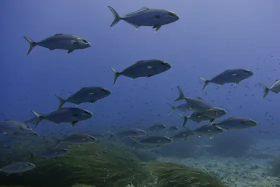 Serviola (Seriola dumerili)