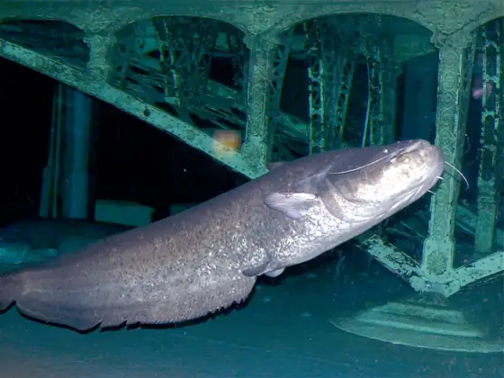 Siluro (Silurus glanis), vista de perfil