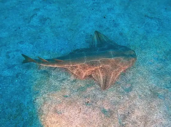 Angelote (Squatina squatina), vista dorsal
