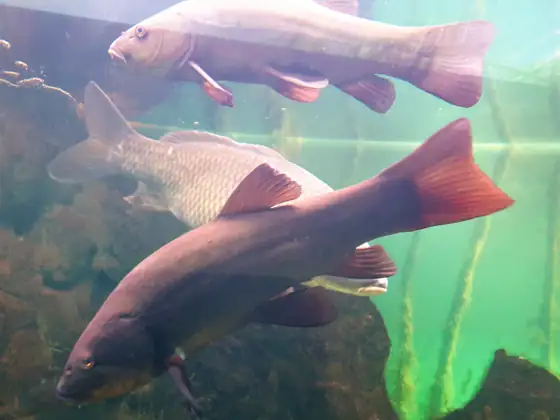 Tenca (Tinca tinca)